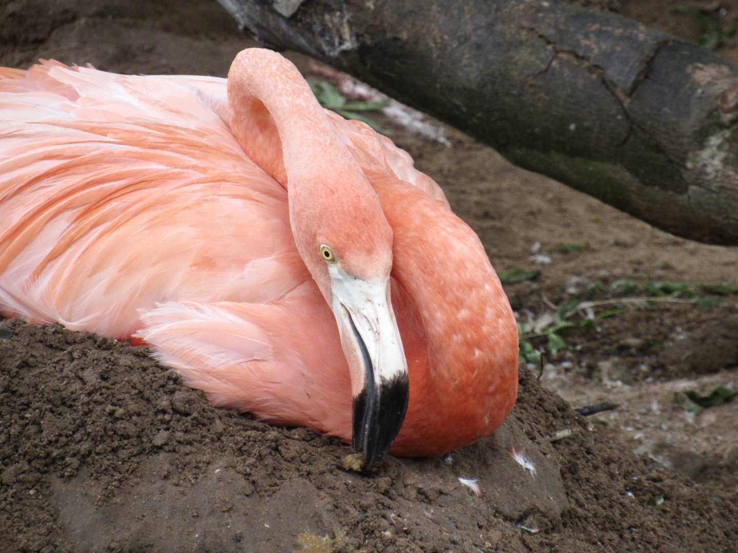 American Flamingo