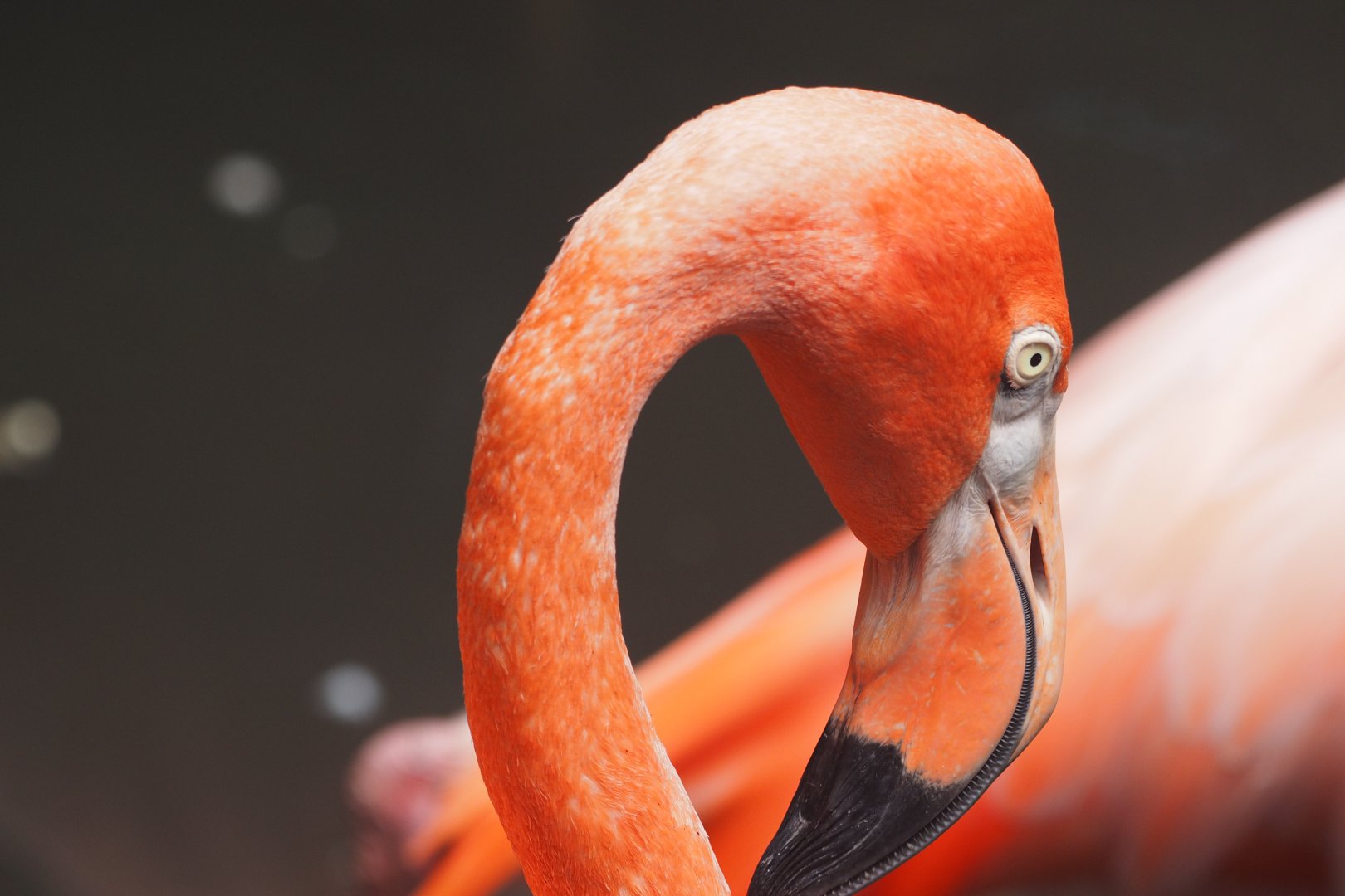 American flamingo