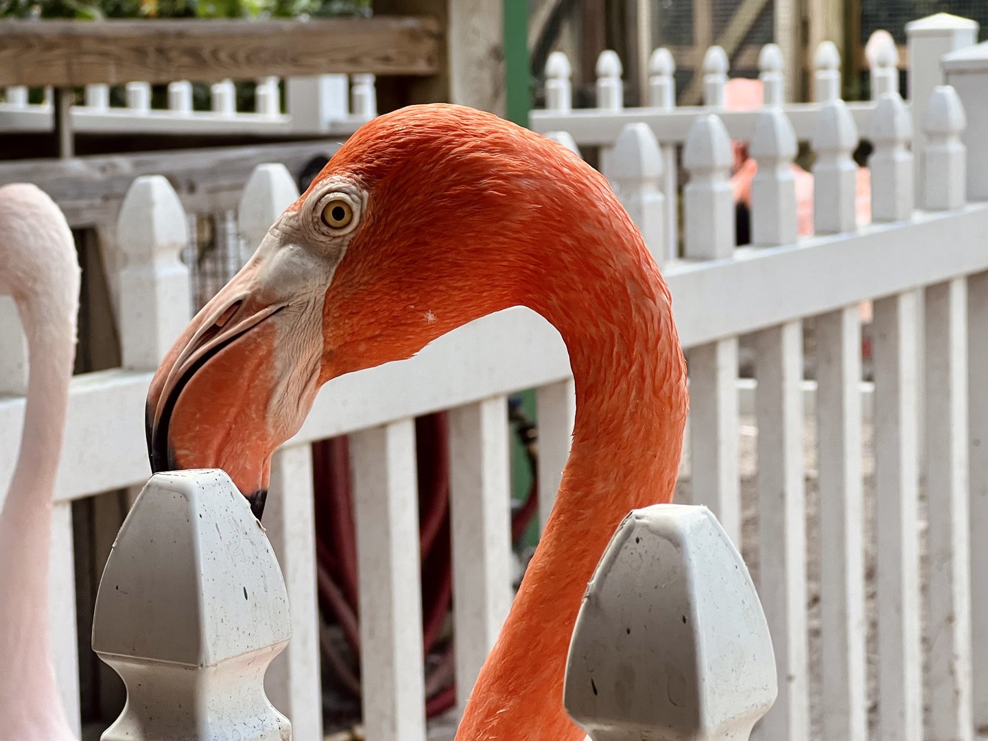 American Flamingo