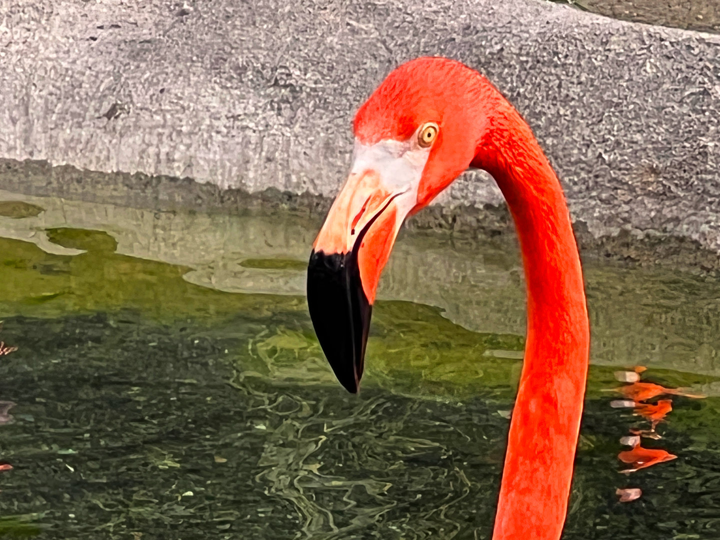 American Flamingo