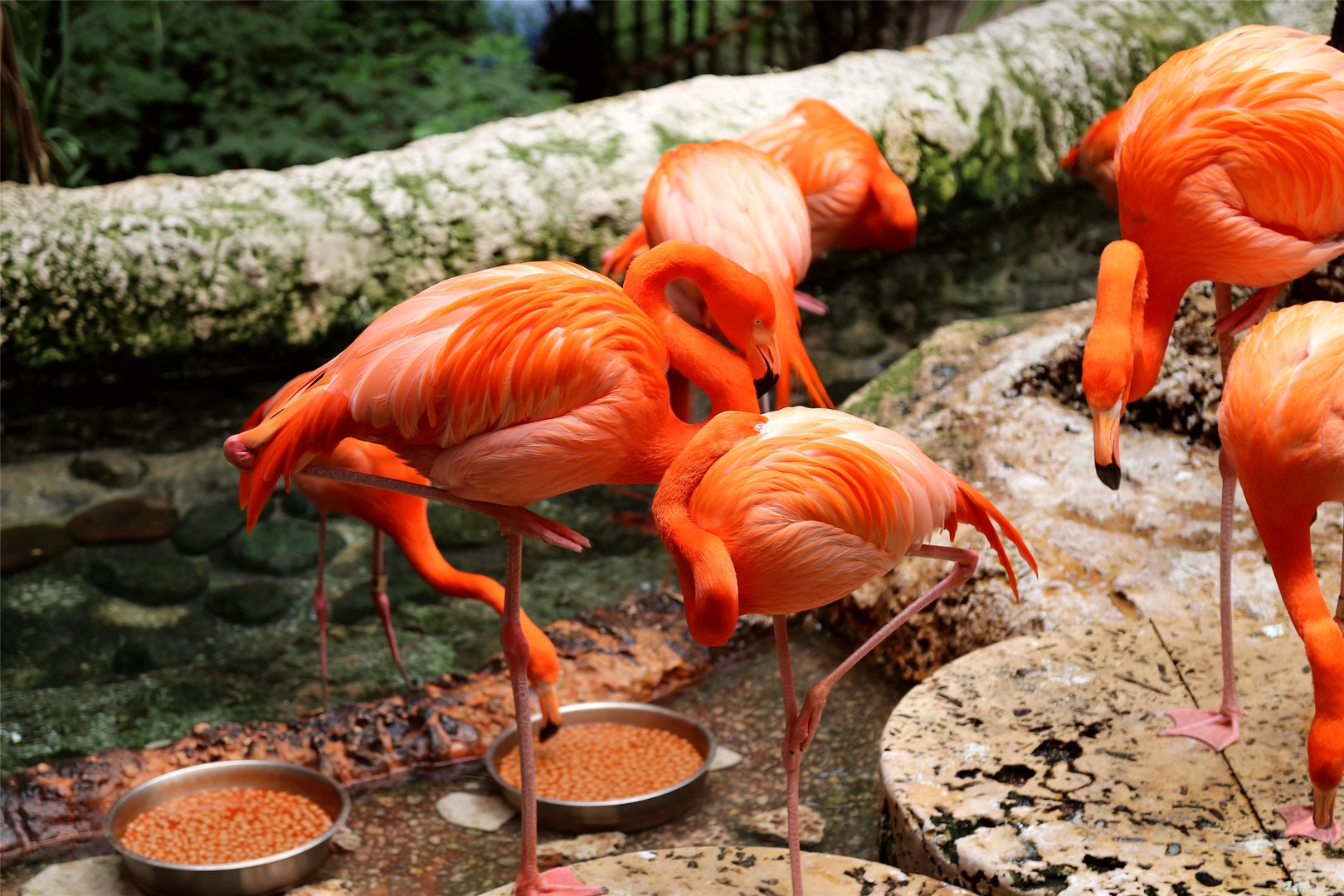American Flamingo