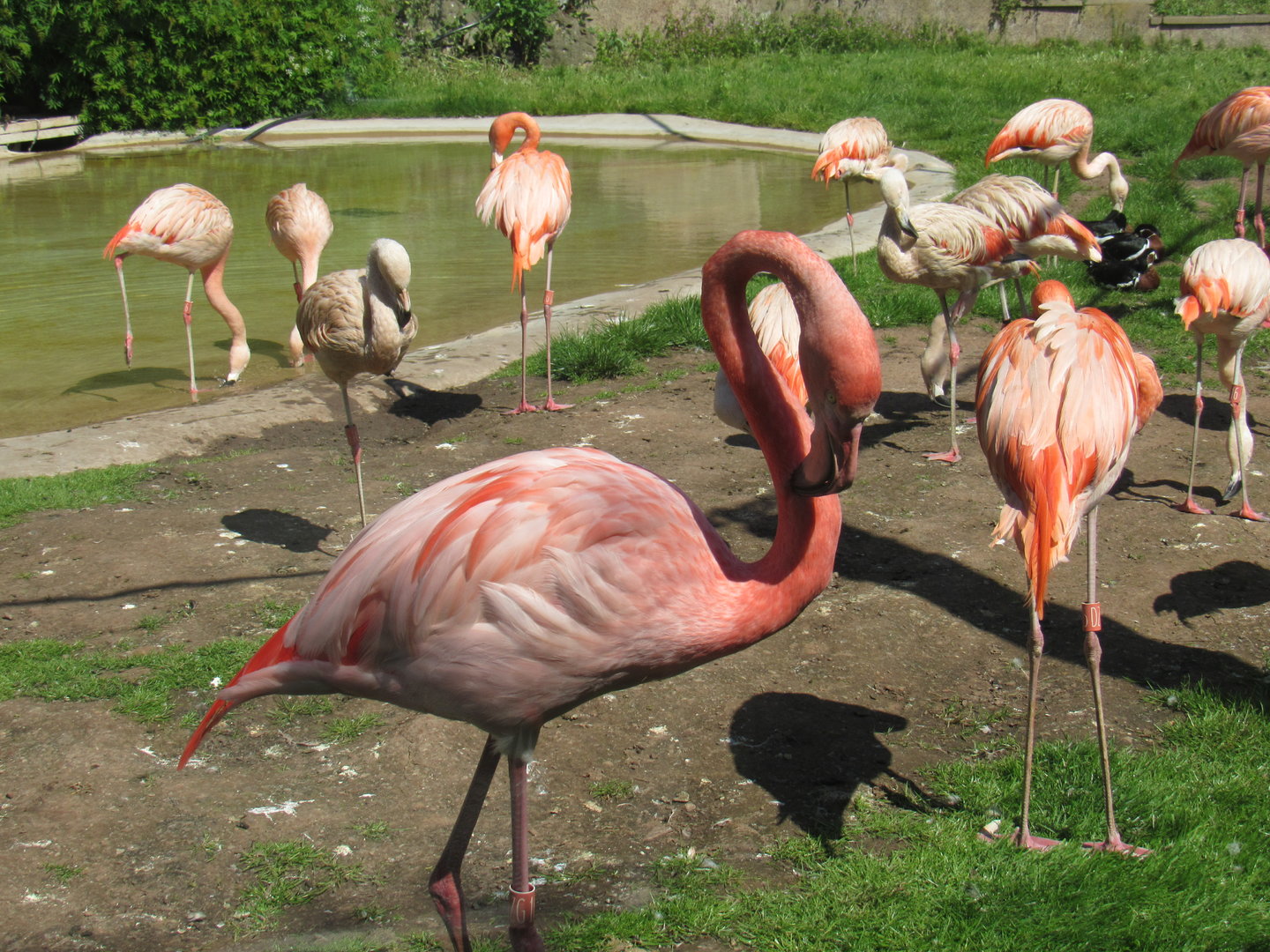 American Flamingo