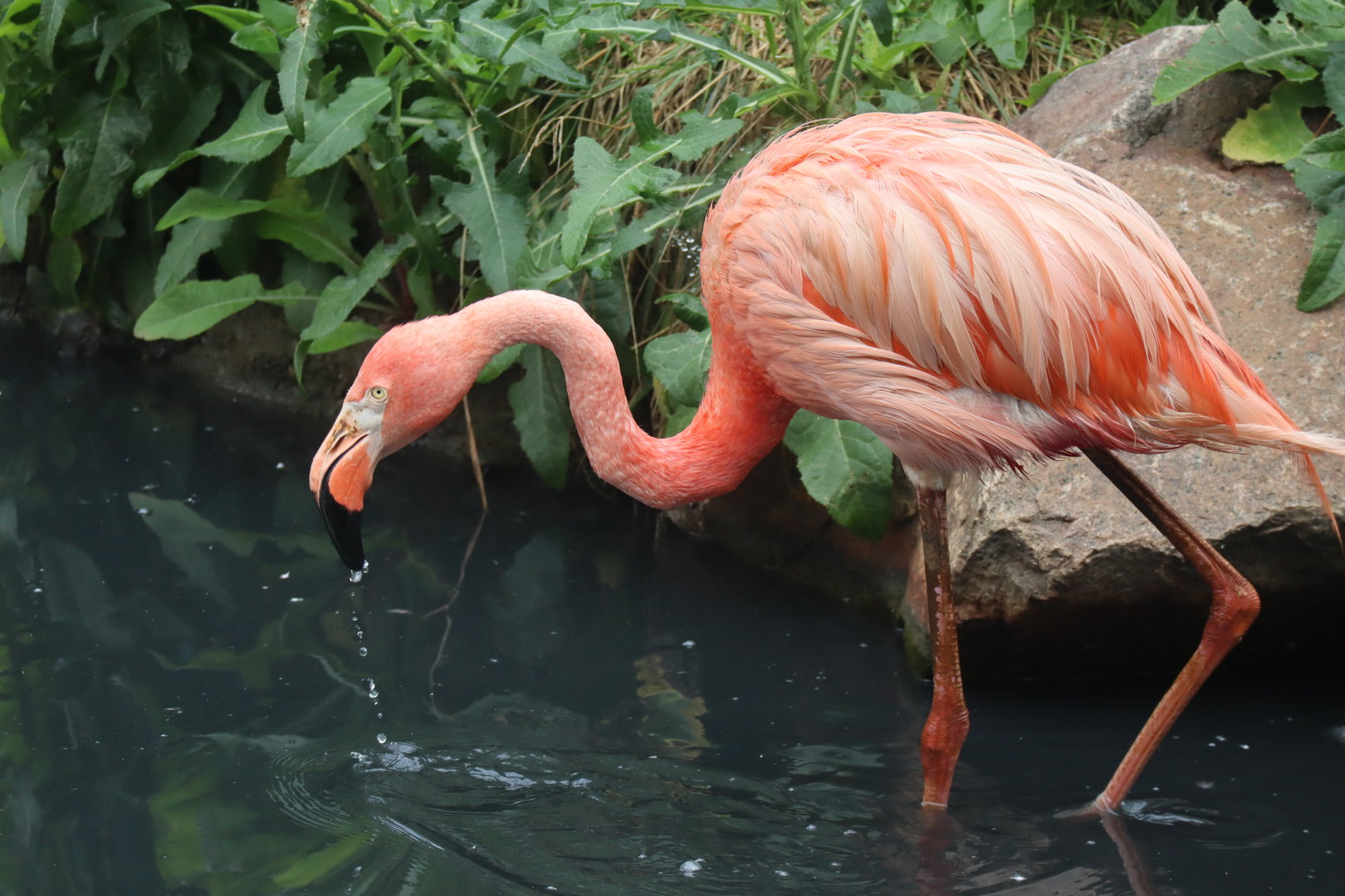 American Flamingo