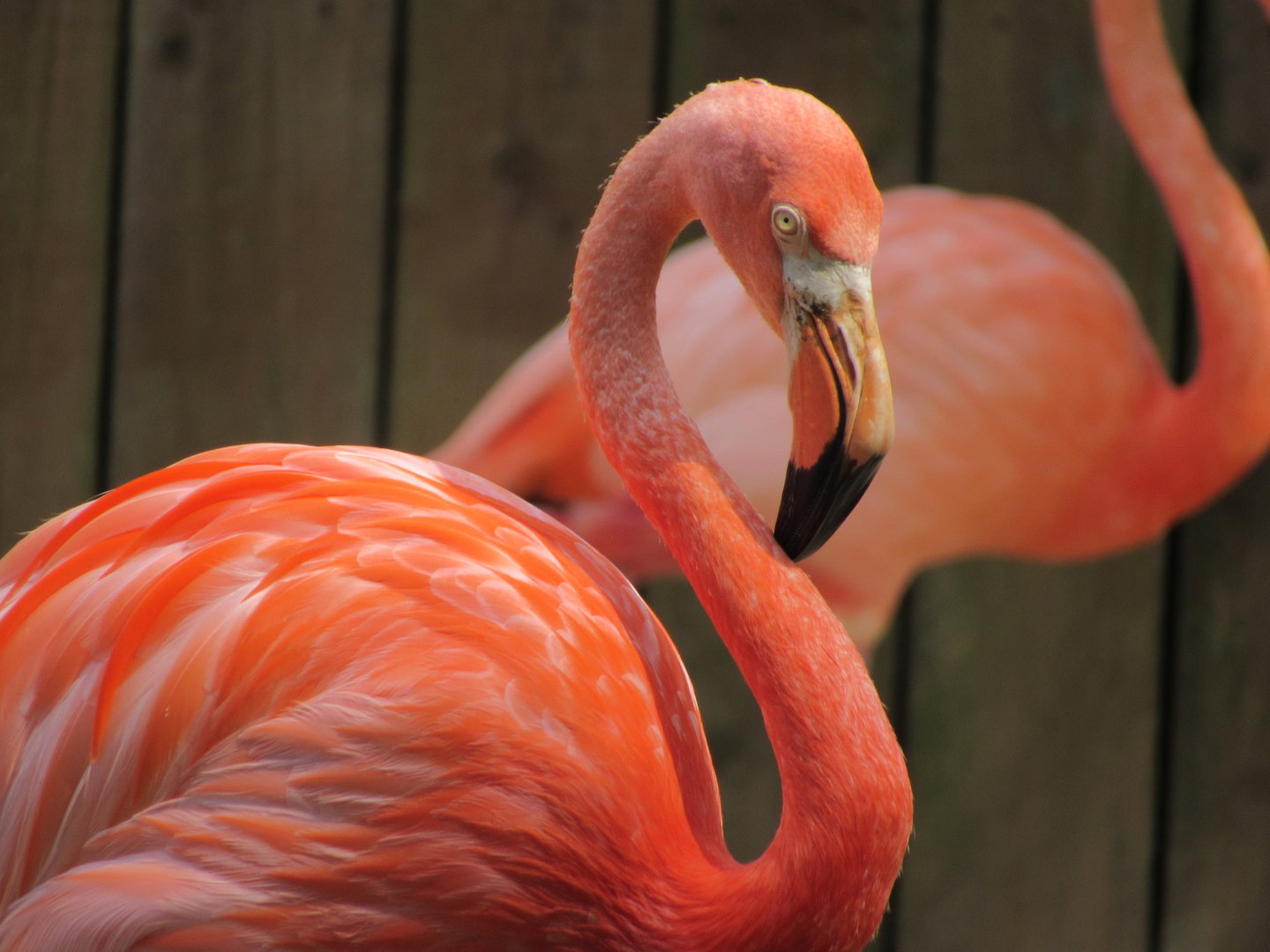 American Flamingo