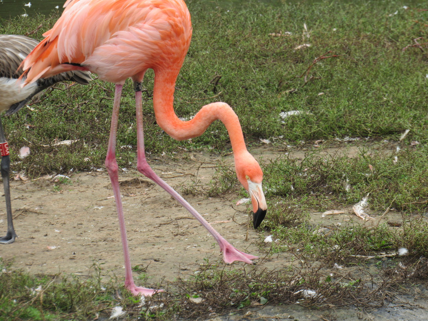 American Flamingo