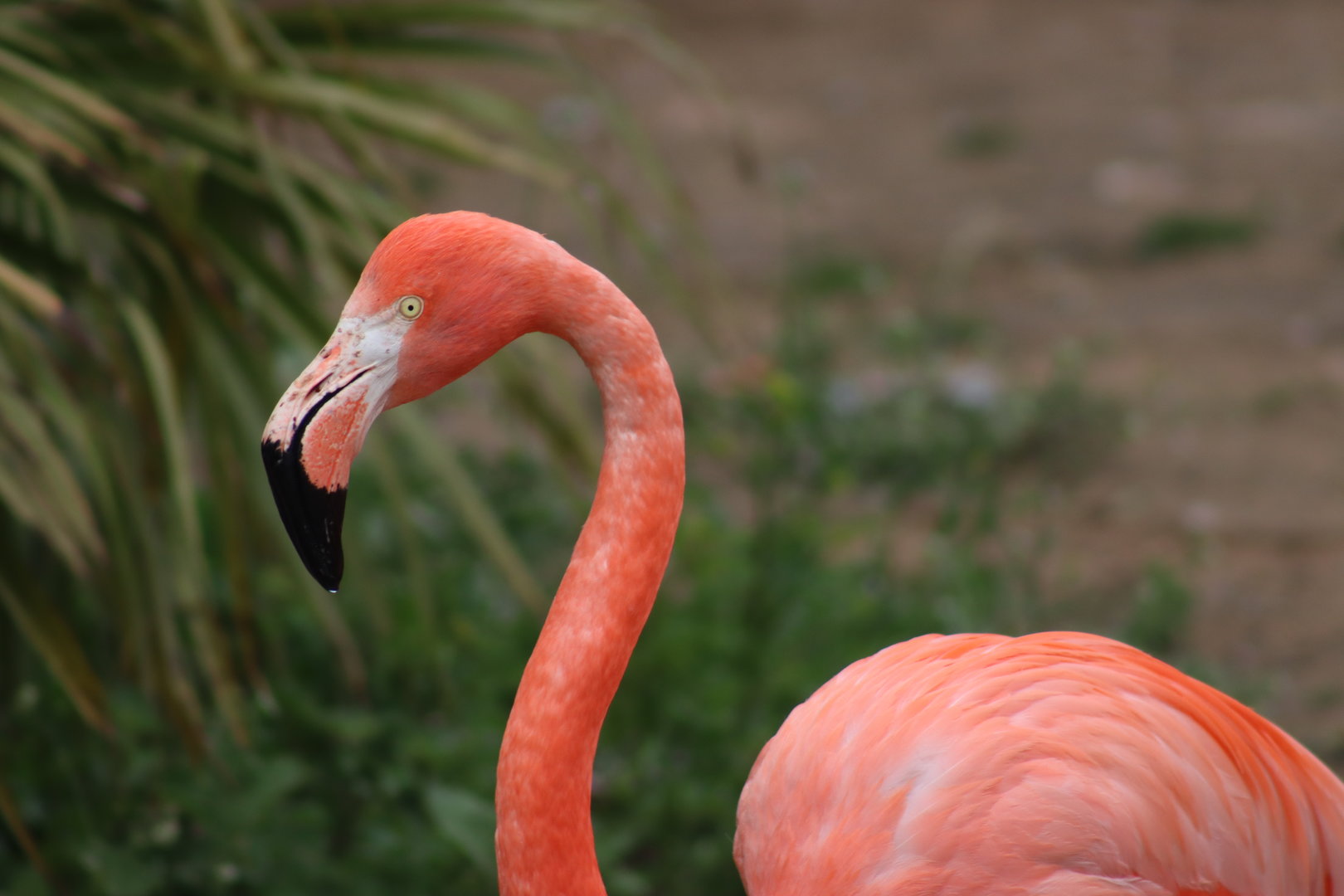 American Flamingo