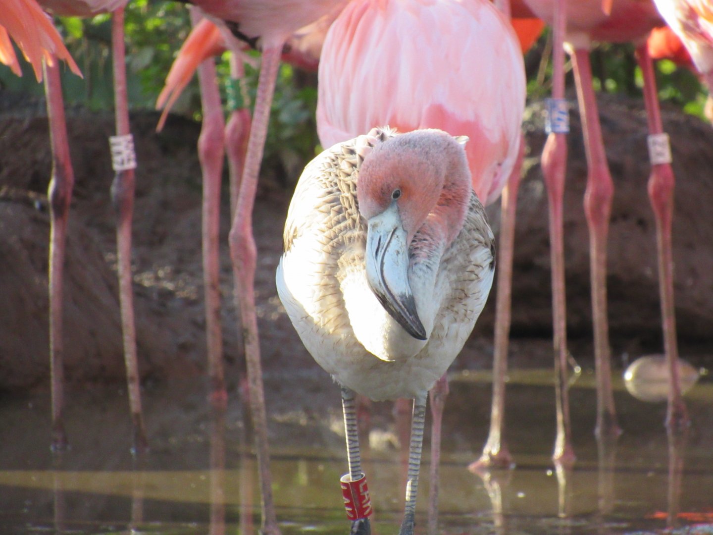 American flamingo