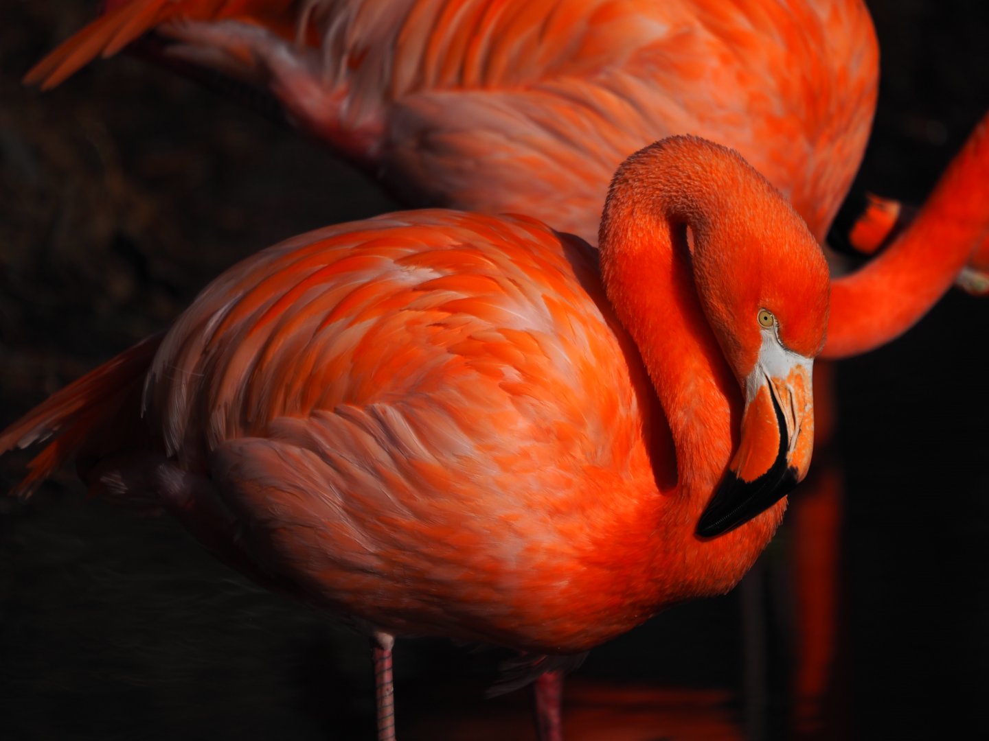 American Flamingo