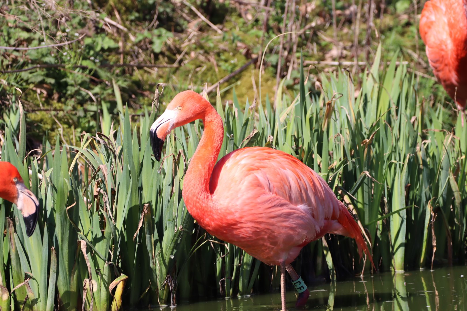 American Flamingo
