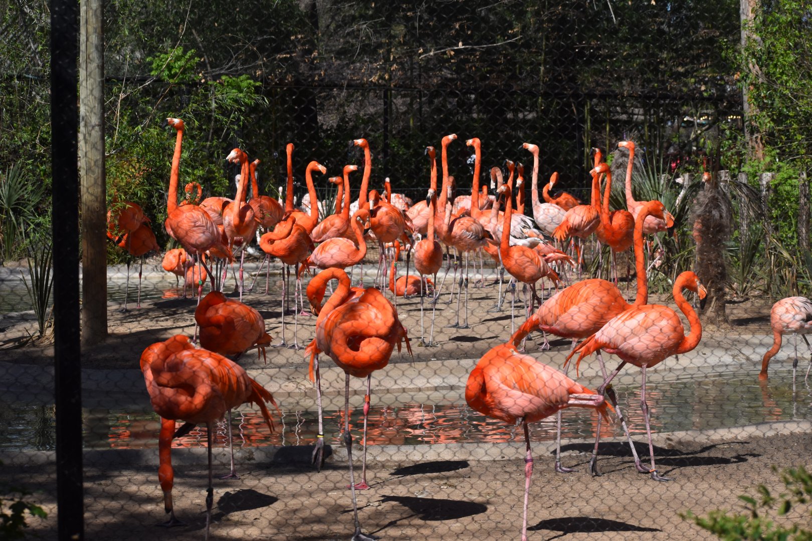 American Flamingo
