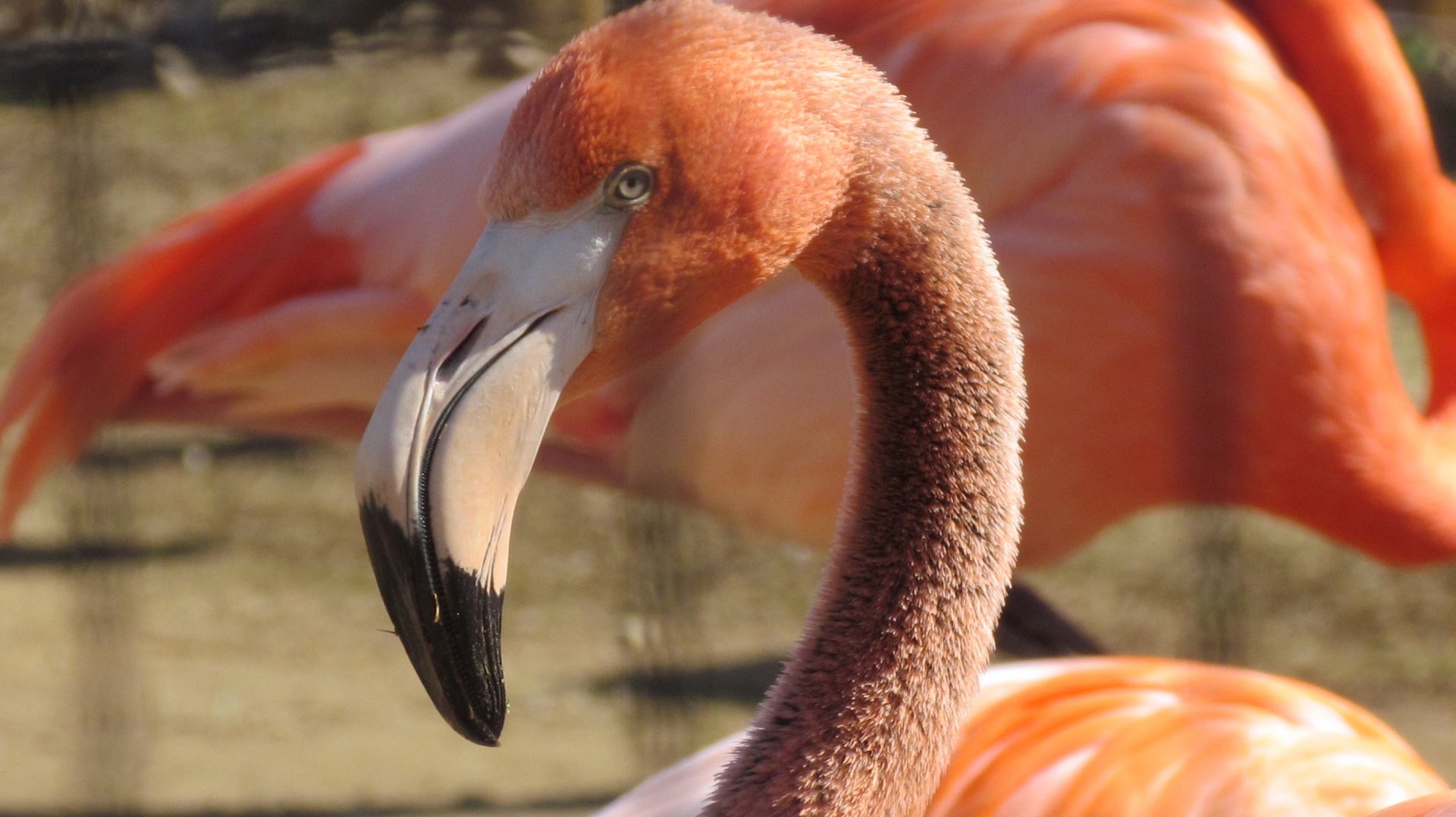 American Flamingo