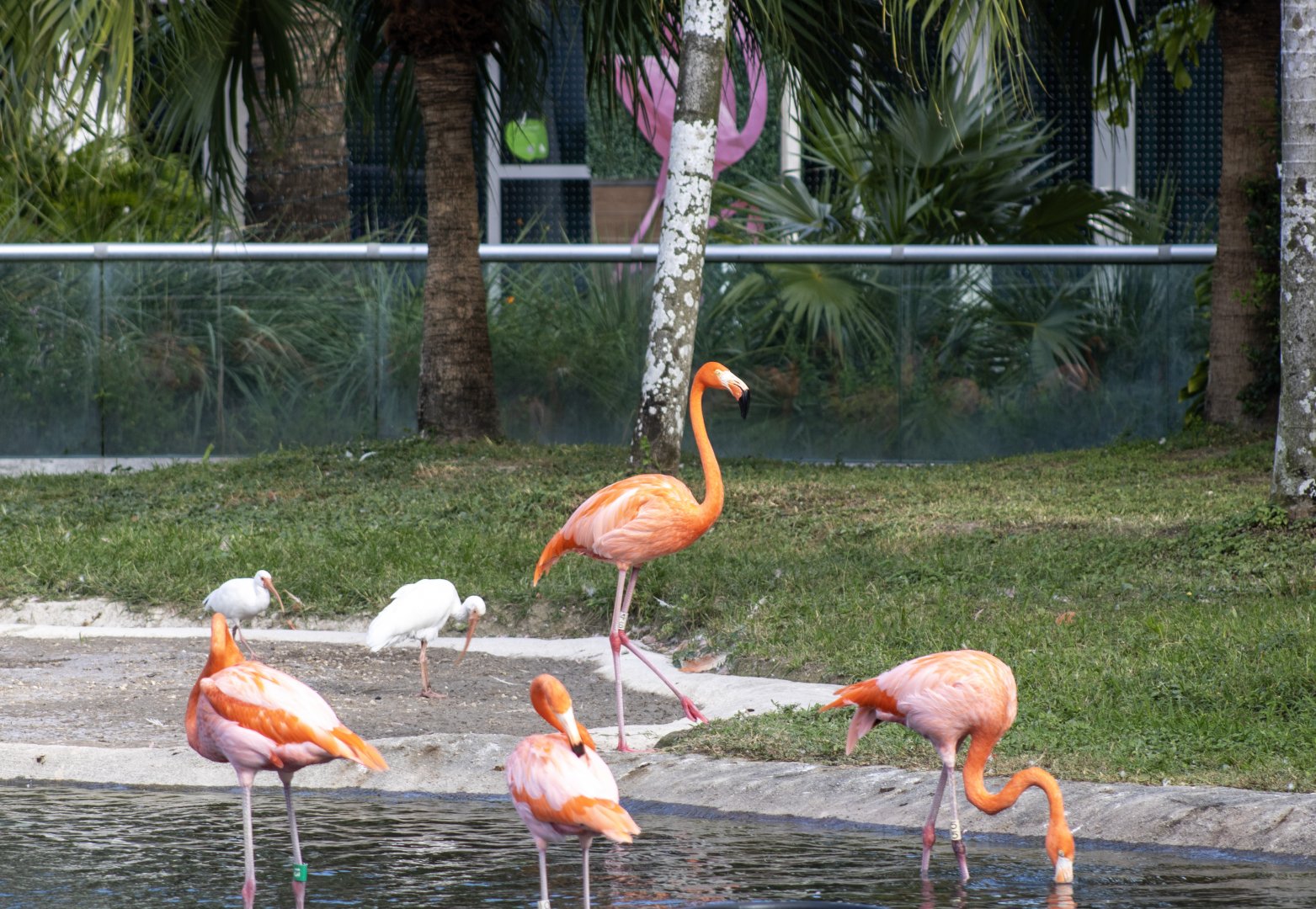 American Flamingo