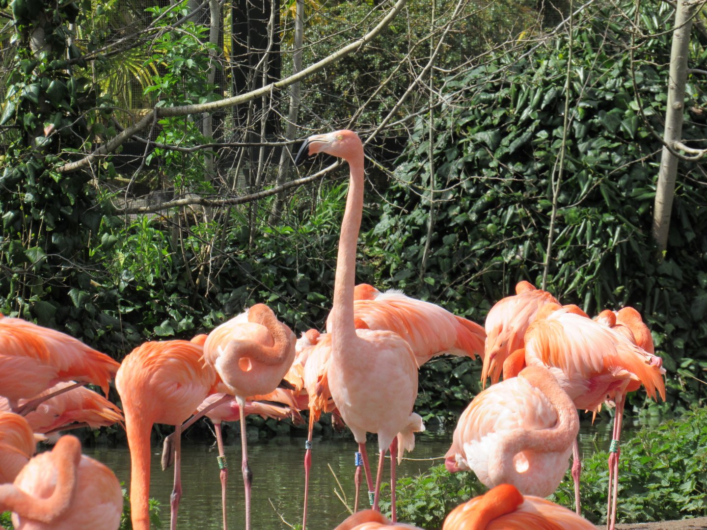 American flamingo