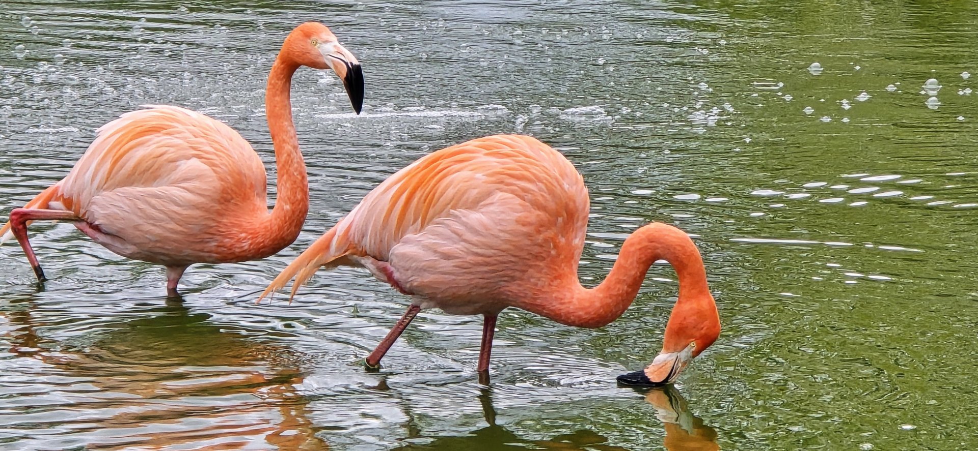 American flamingo