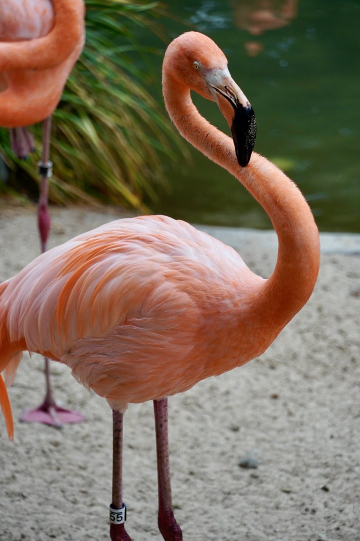 American Flamingo