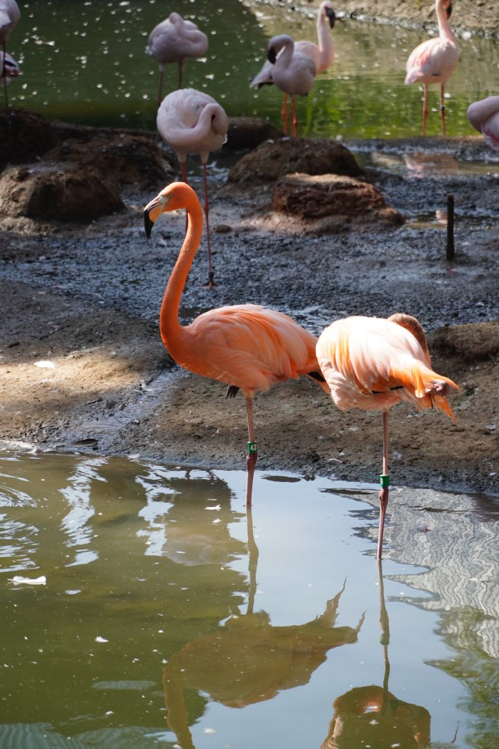 American Flamingo