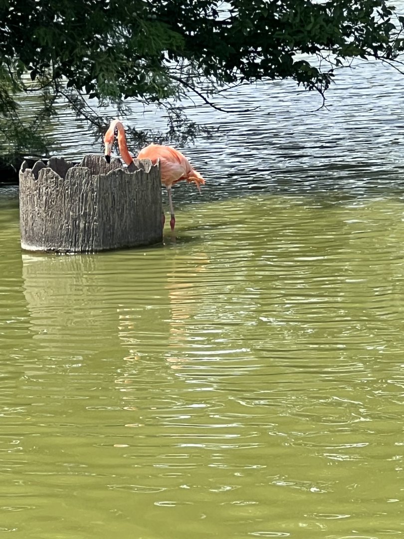 American Flamingo