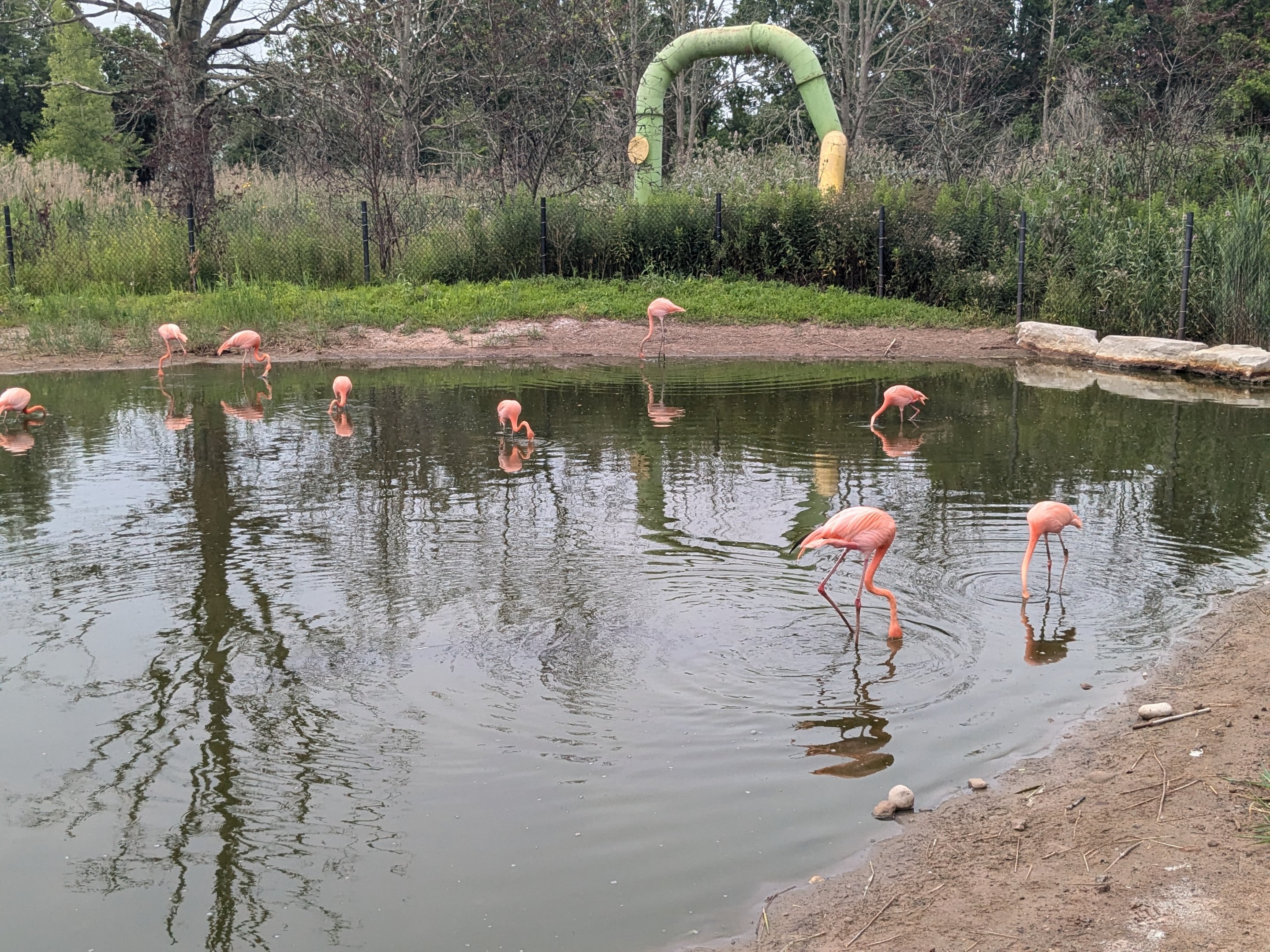 American Flamingo
