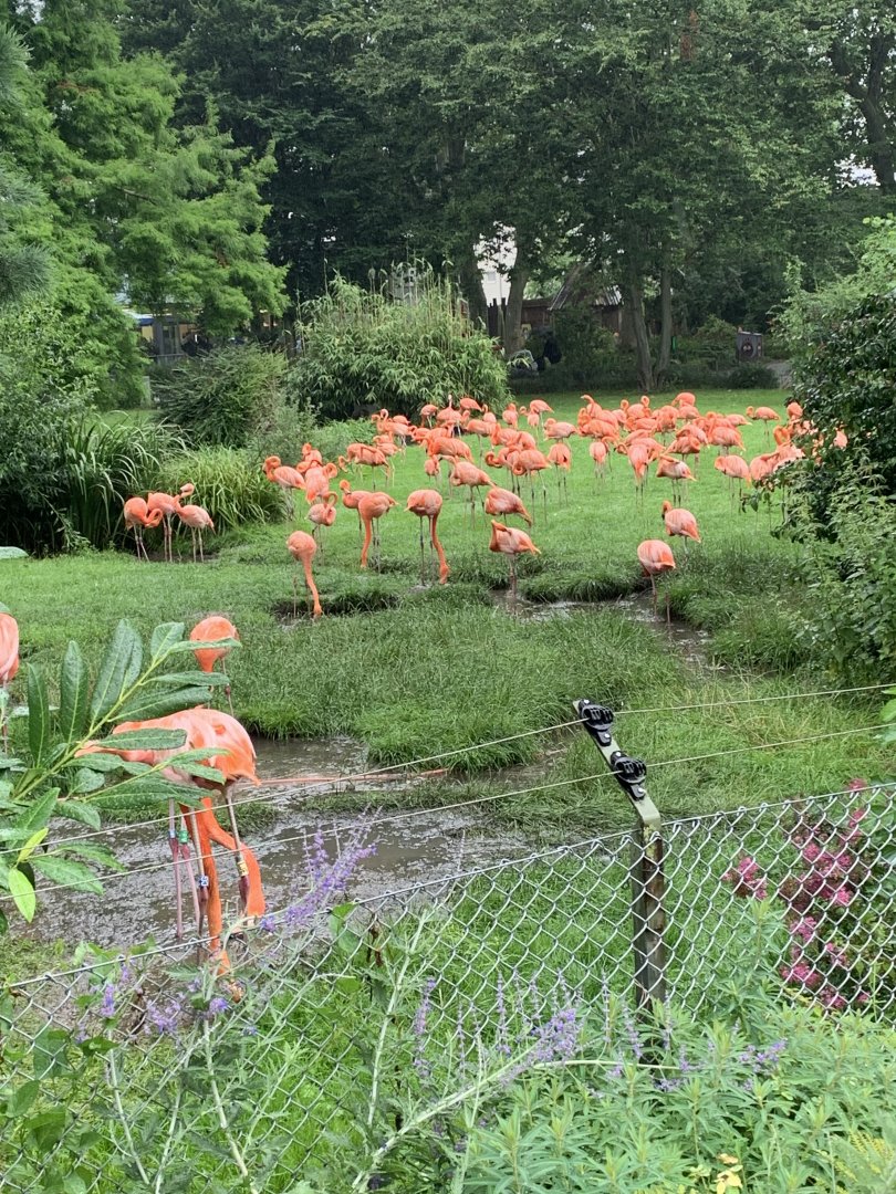 American flamingo