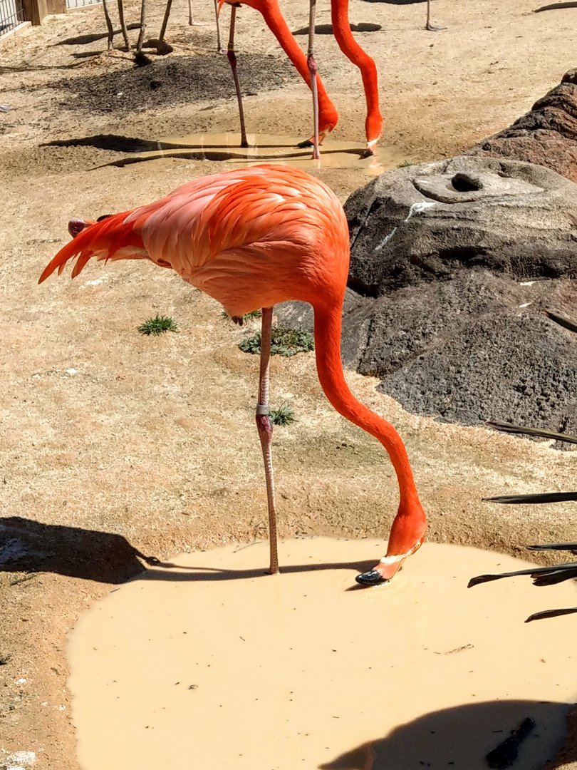 American Flamingo