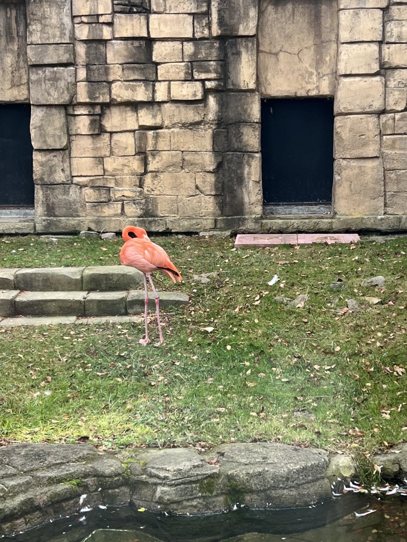 American Flamingo