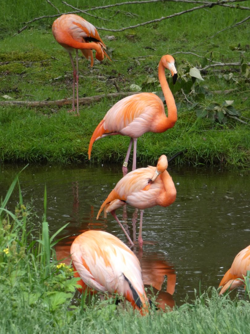 American flamingo