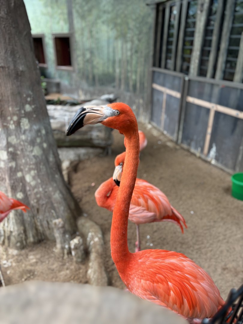 American Flamingo