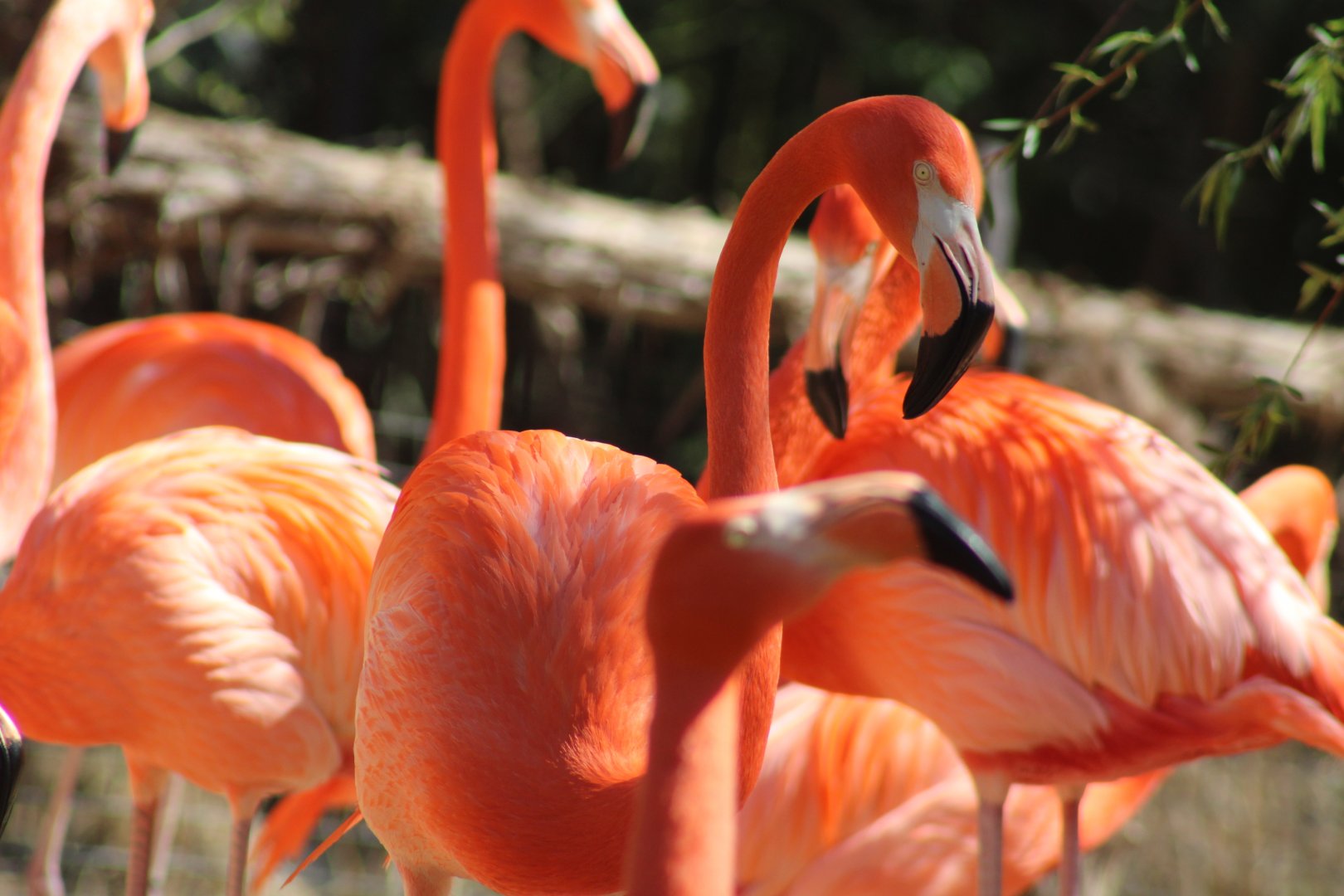 American Flamingo