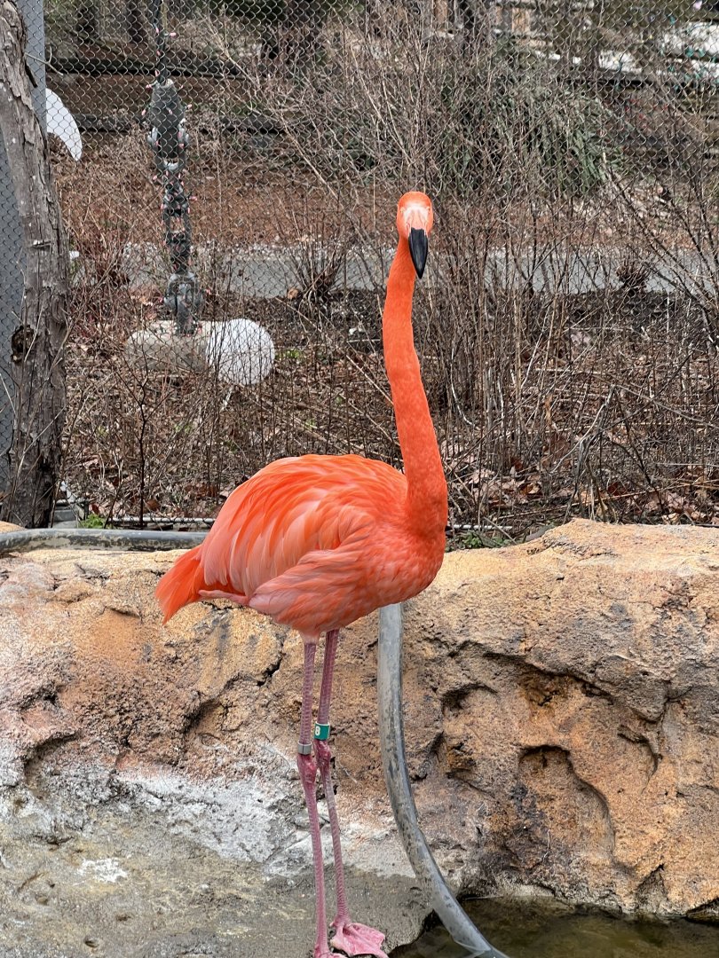 American Flamingo