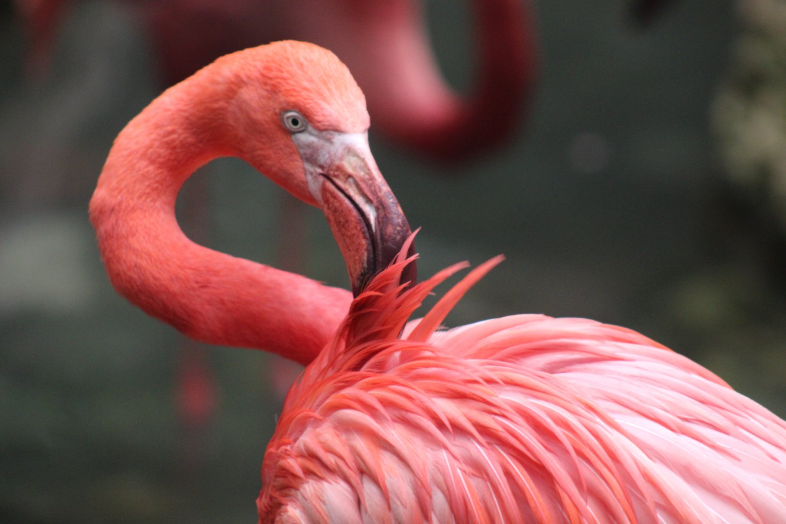 American Flamingo
