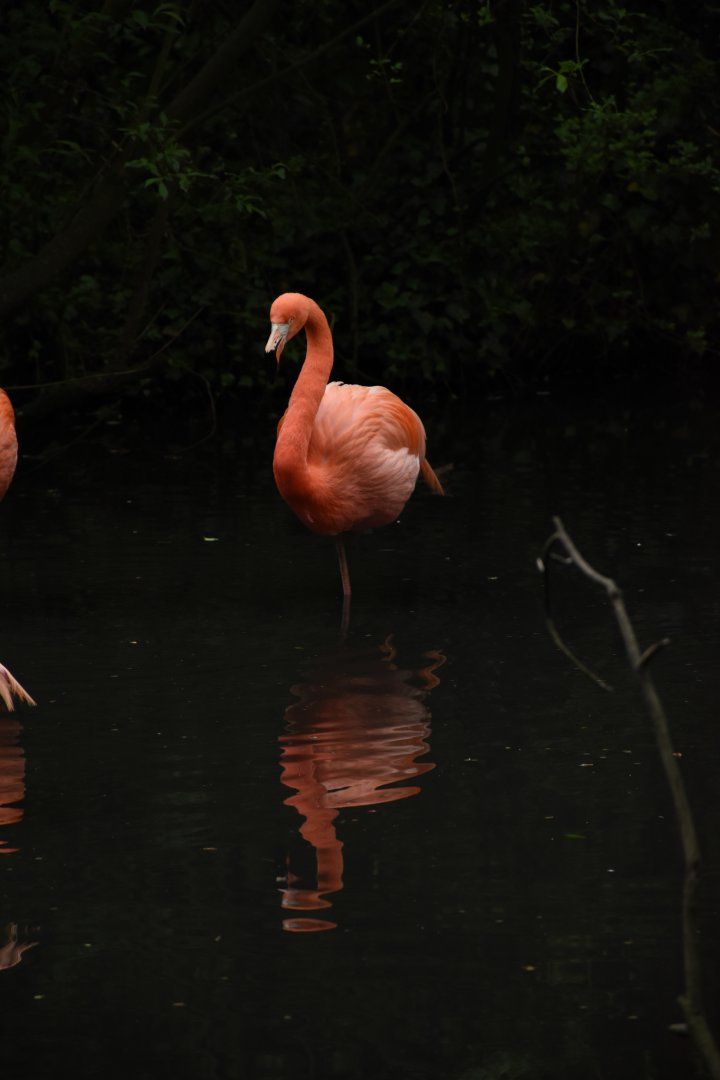 American flamingo