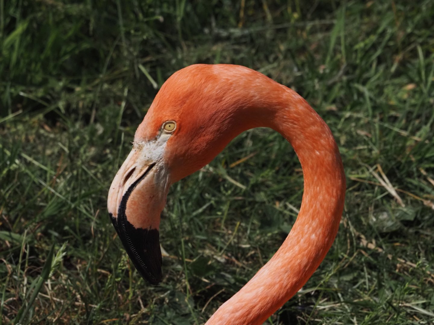 American Flamingo