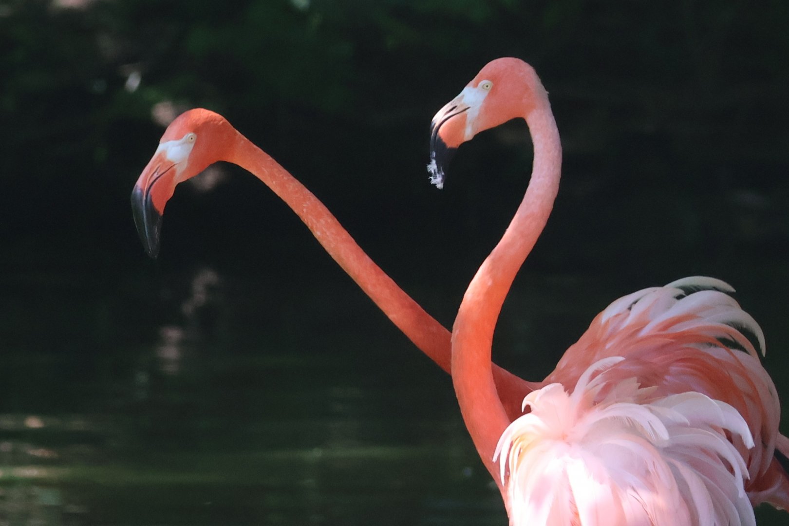 American flamingo