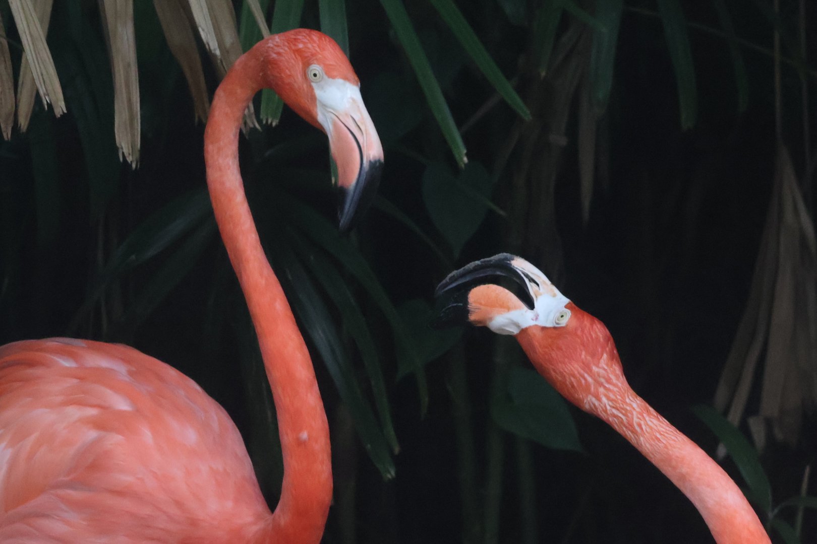 American flamingo