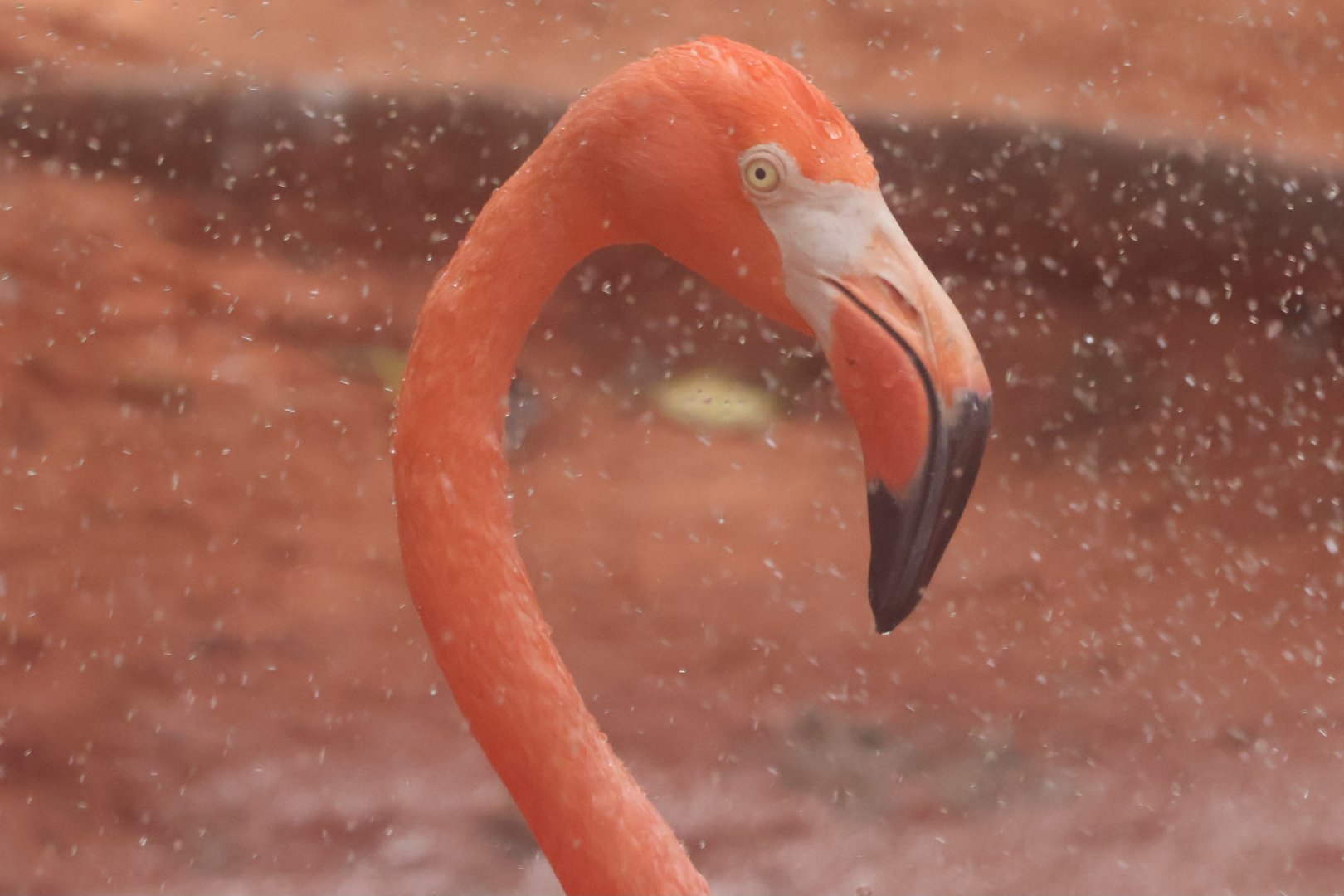 American flamingo