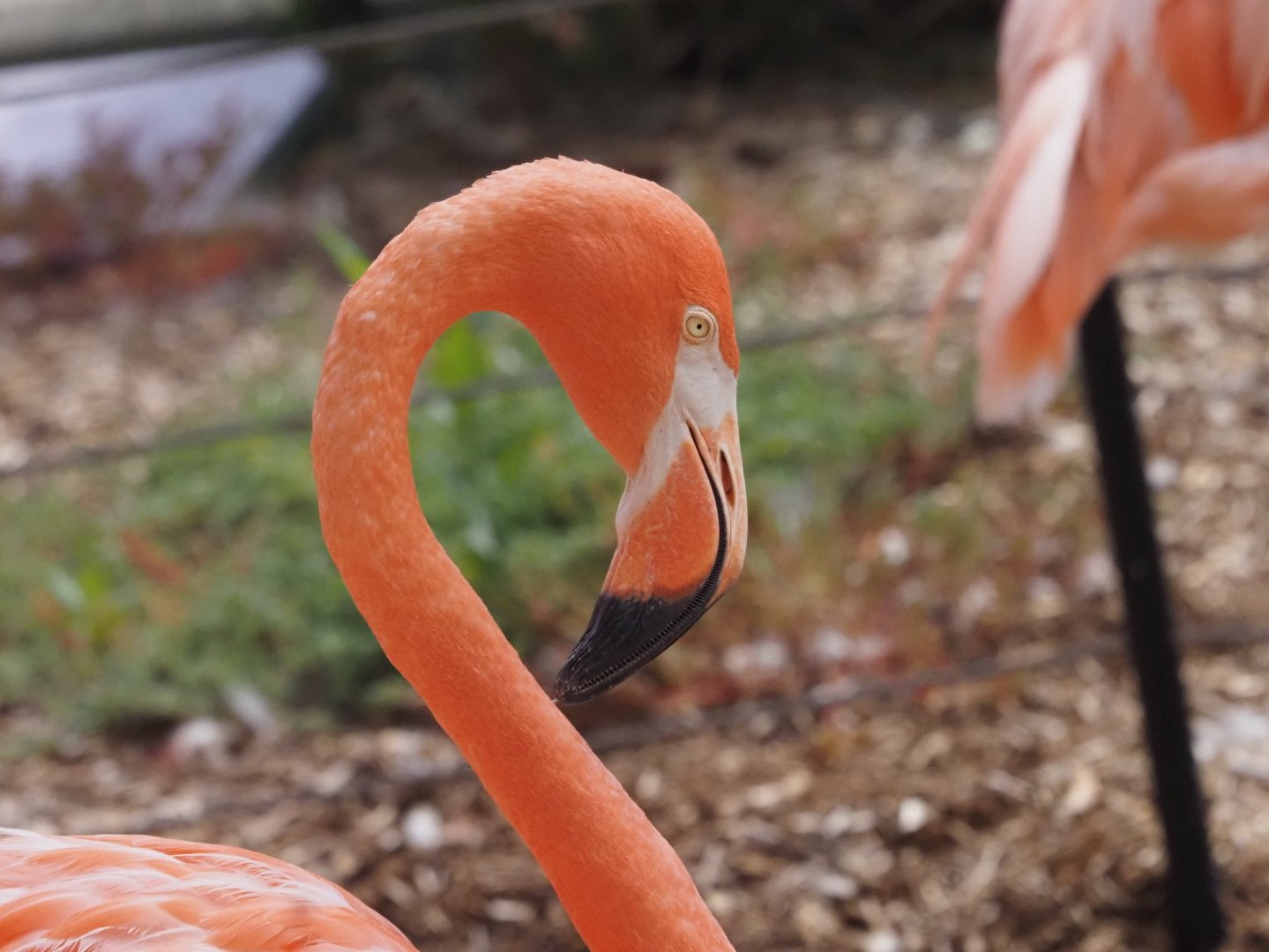 American Flamingo