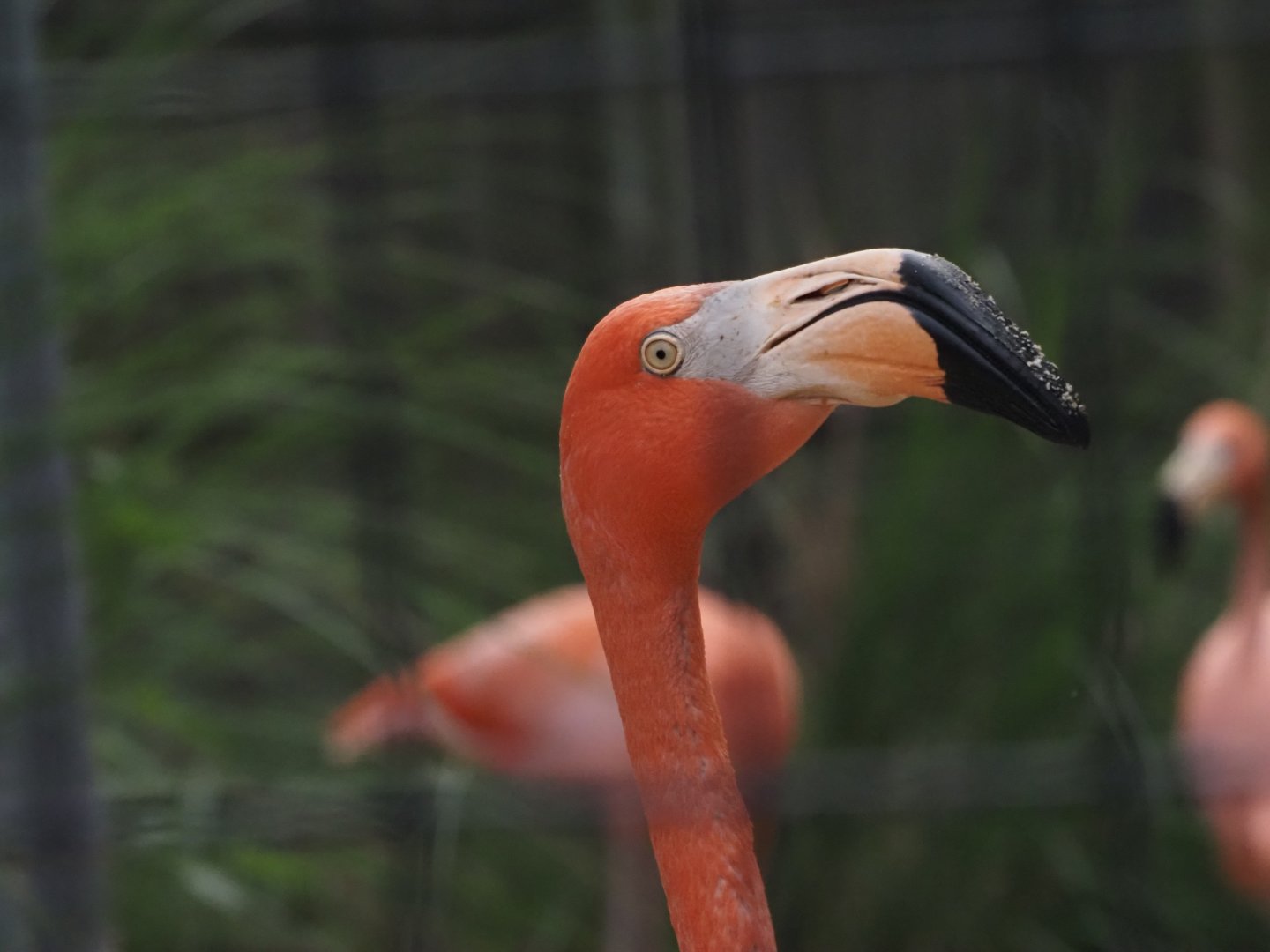 American Flamingo