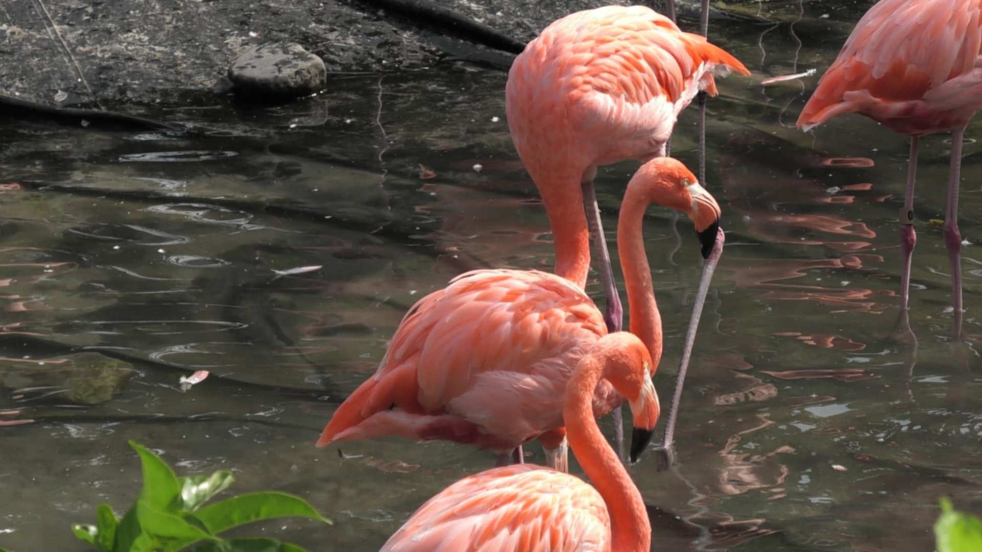American flamingo