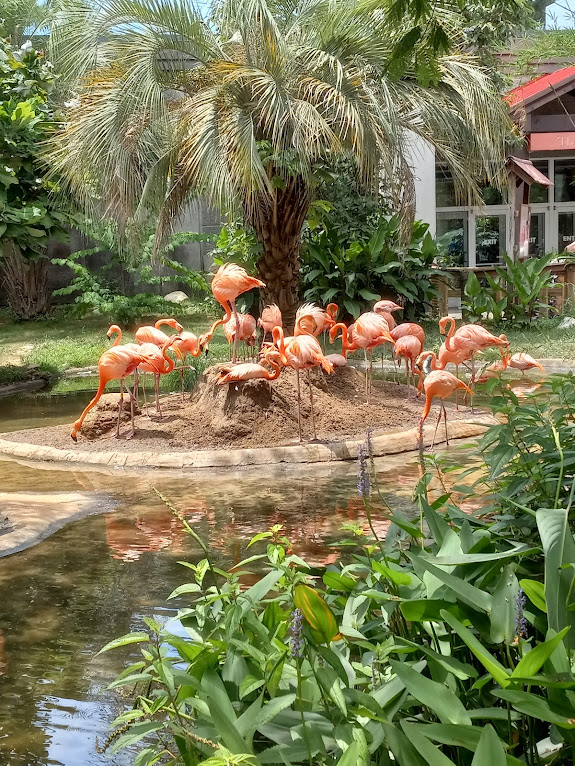 American Flamingo