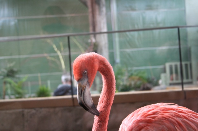 American Flamingo