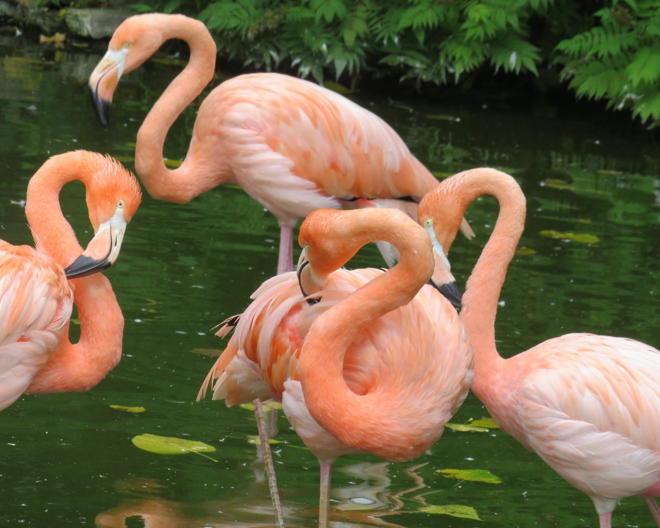 American flamingoes