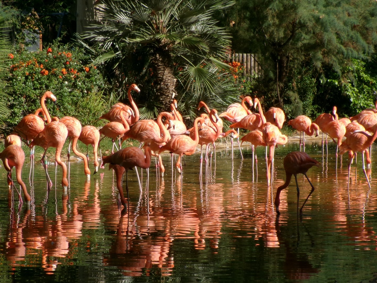 American flamingoes