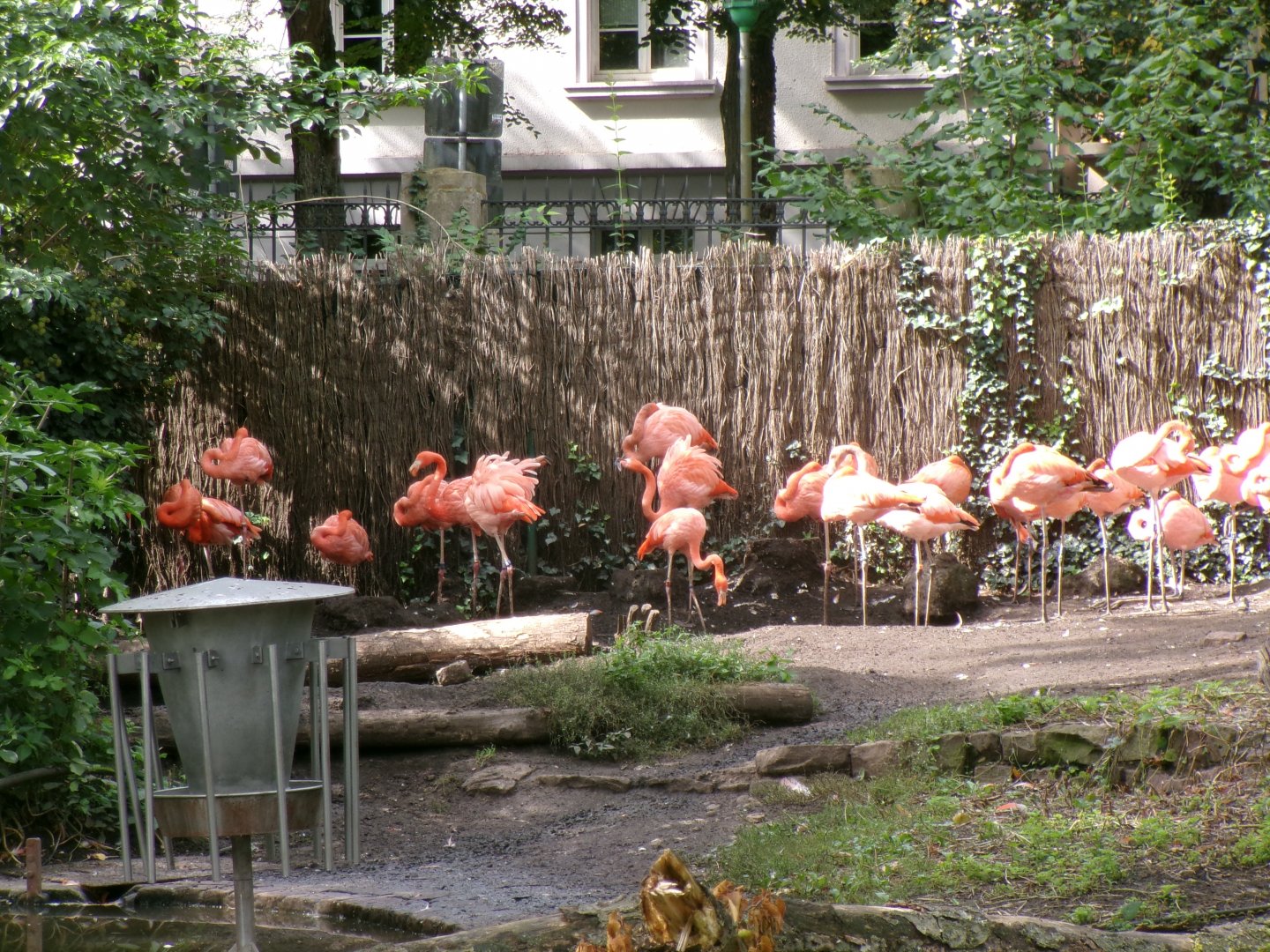 American flamingoes