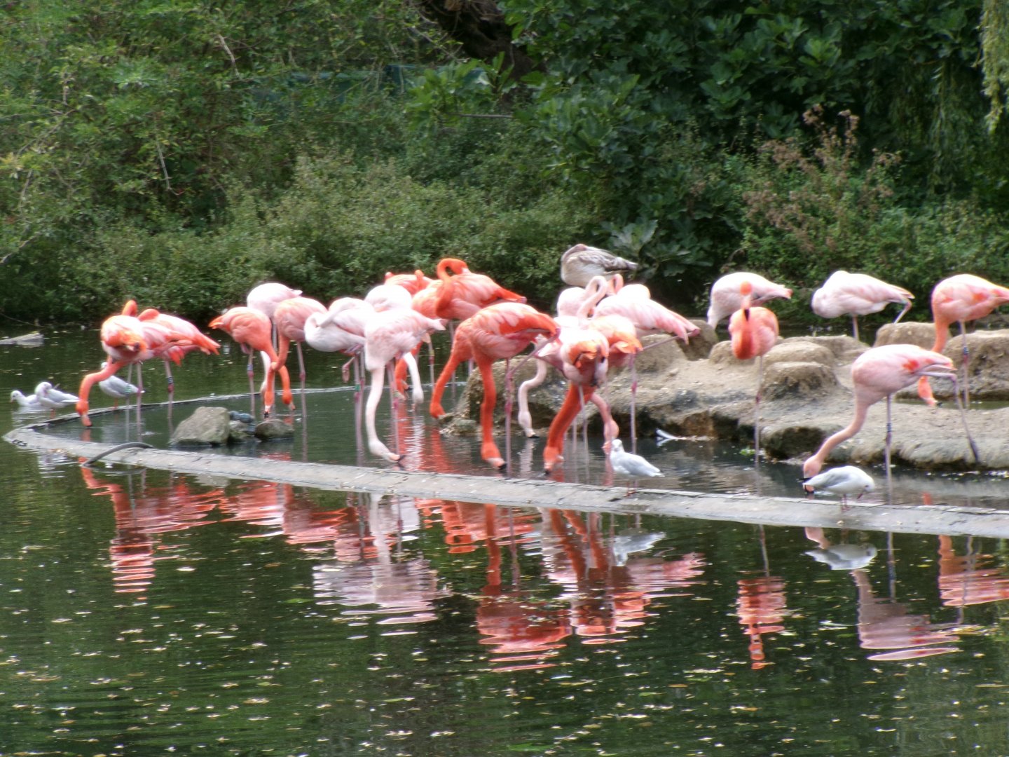 American flamingoes