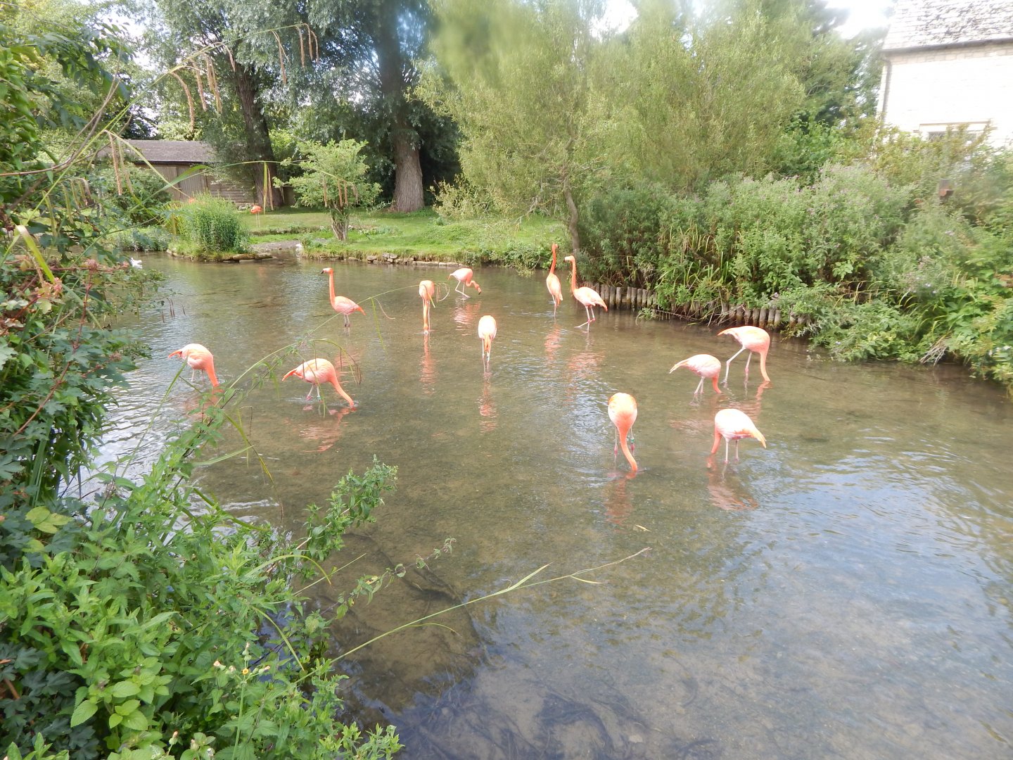 American flamingos 030821