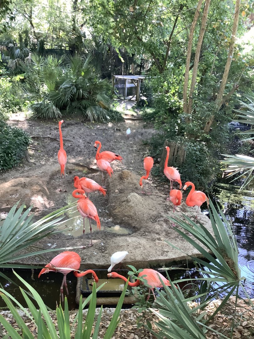 American Flamingos 3/20/24