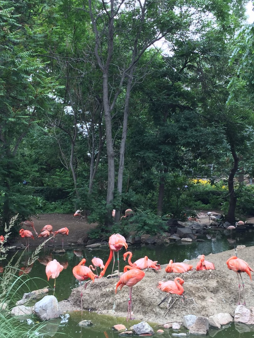 American flamingos 6-23-2017
