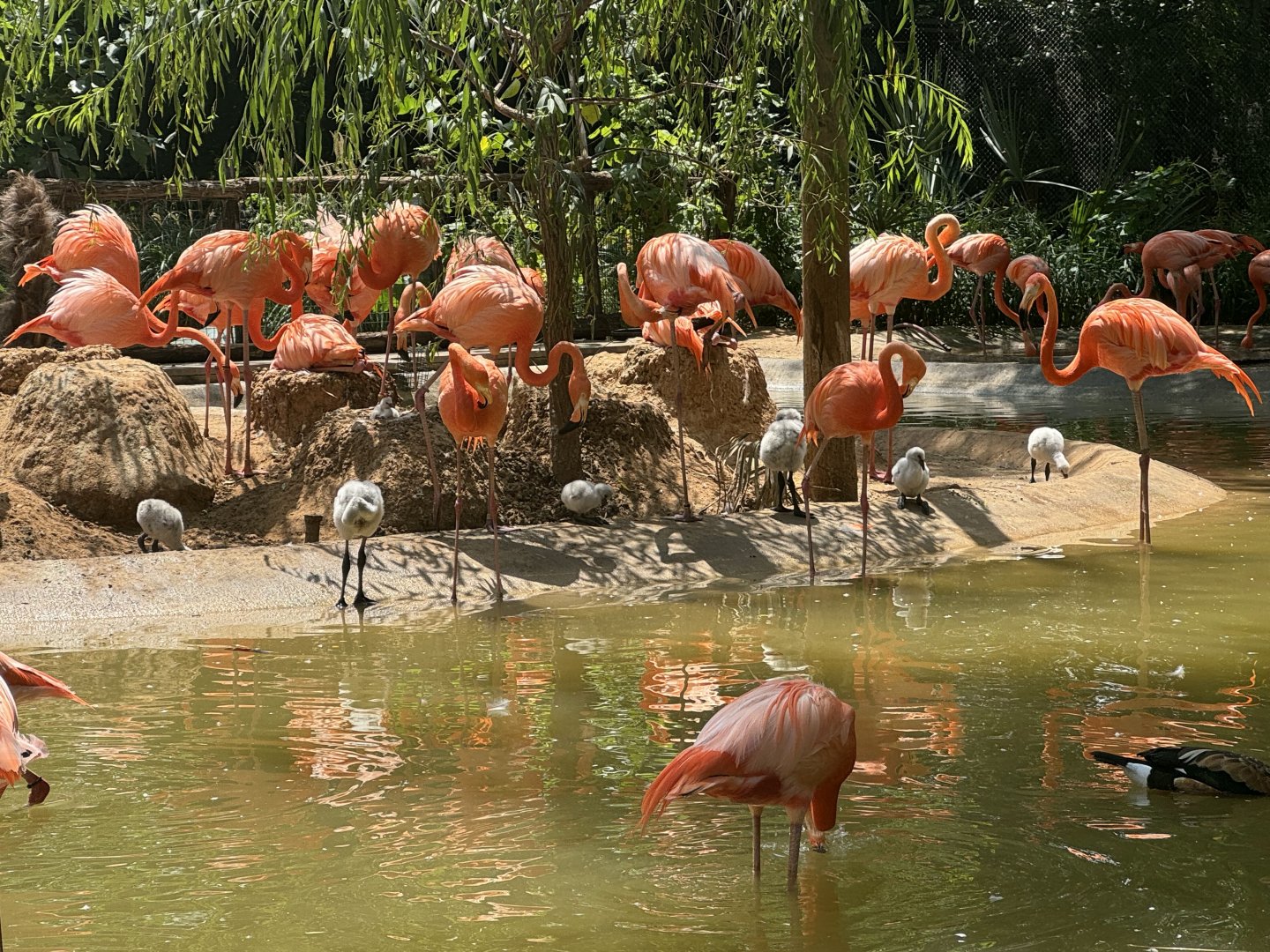 American Flamingos (7/5/24)