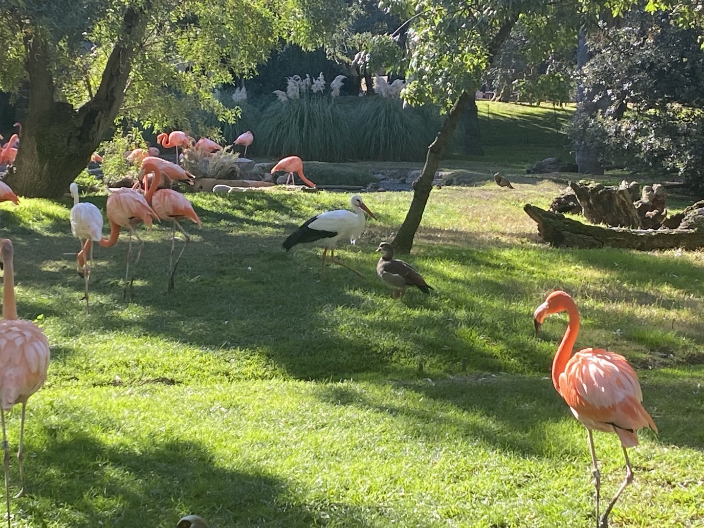American flamingos and a wild stork