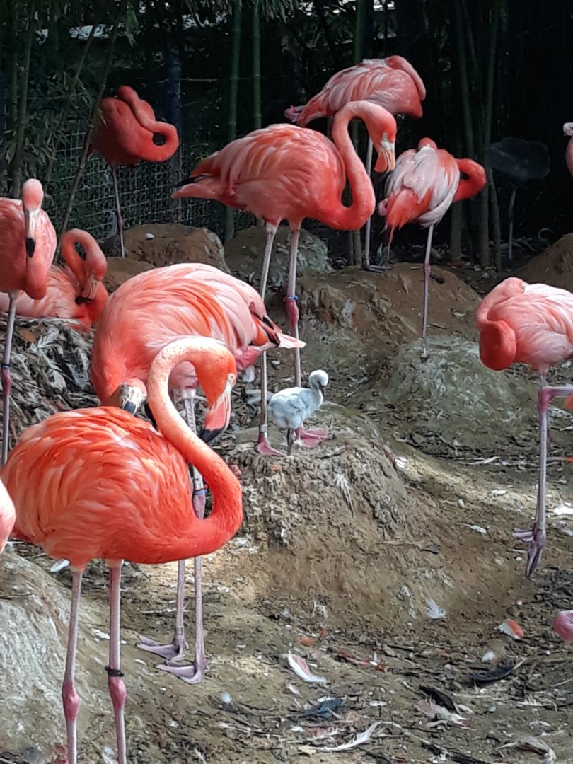 American flamingos and chicks
